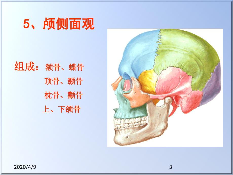 颅的前面和侧面观ppt参考课件_第3页