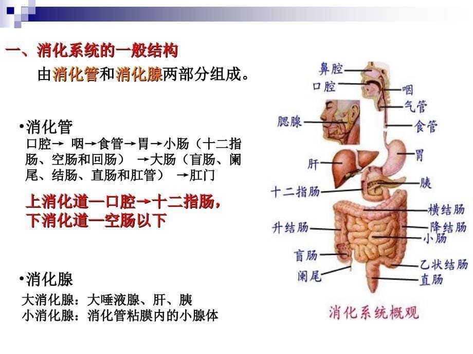 消化系统PPT课件_第5页