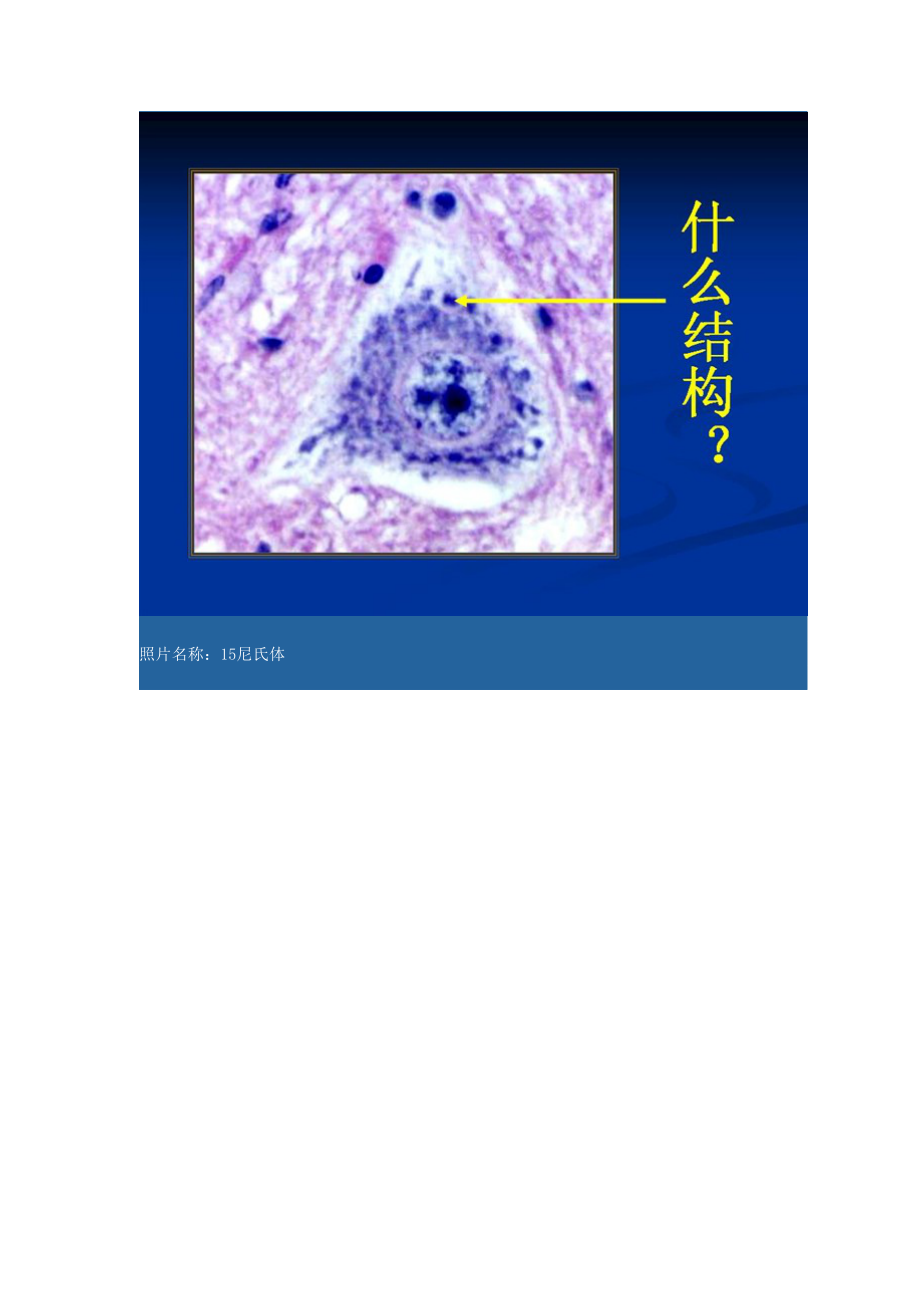 组织学与胚胎学实验考试图及答案!.doc_第2页