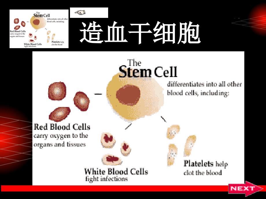 儿童造血干细胞移植ppt课件_第3页