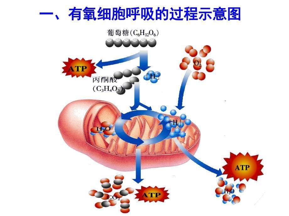 呼吸作用会考复习_第5页