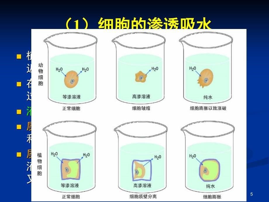 5植物的生长发育物质代谢1028_第5页