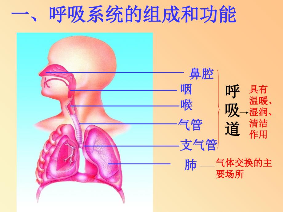 人体的呼吸复习【ppt课件】_第2页