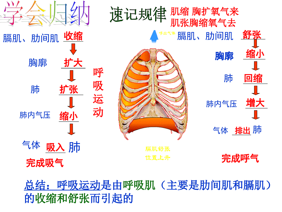 人体的呼吸复习【ppt课件】_第4页