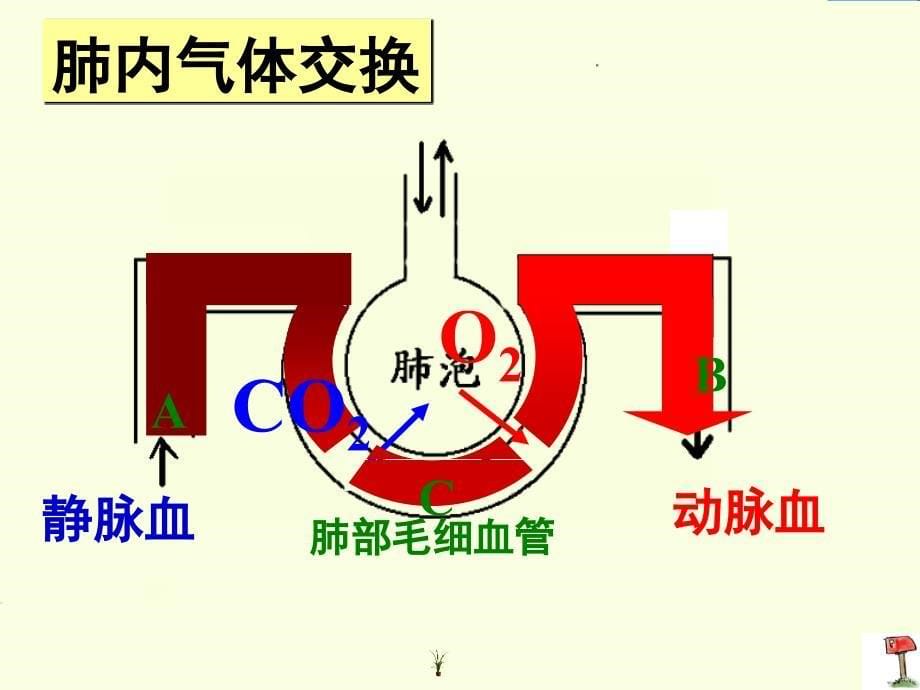 人体的呼吸复习【ppt课件】_第5页