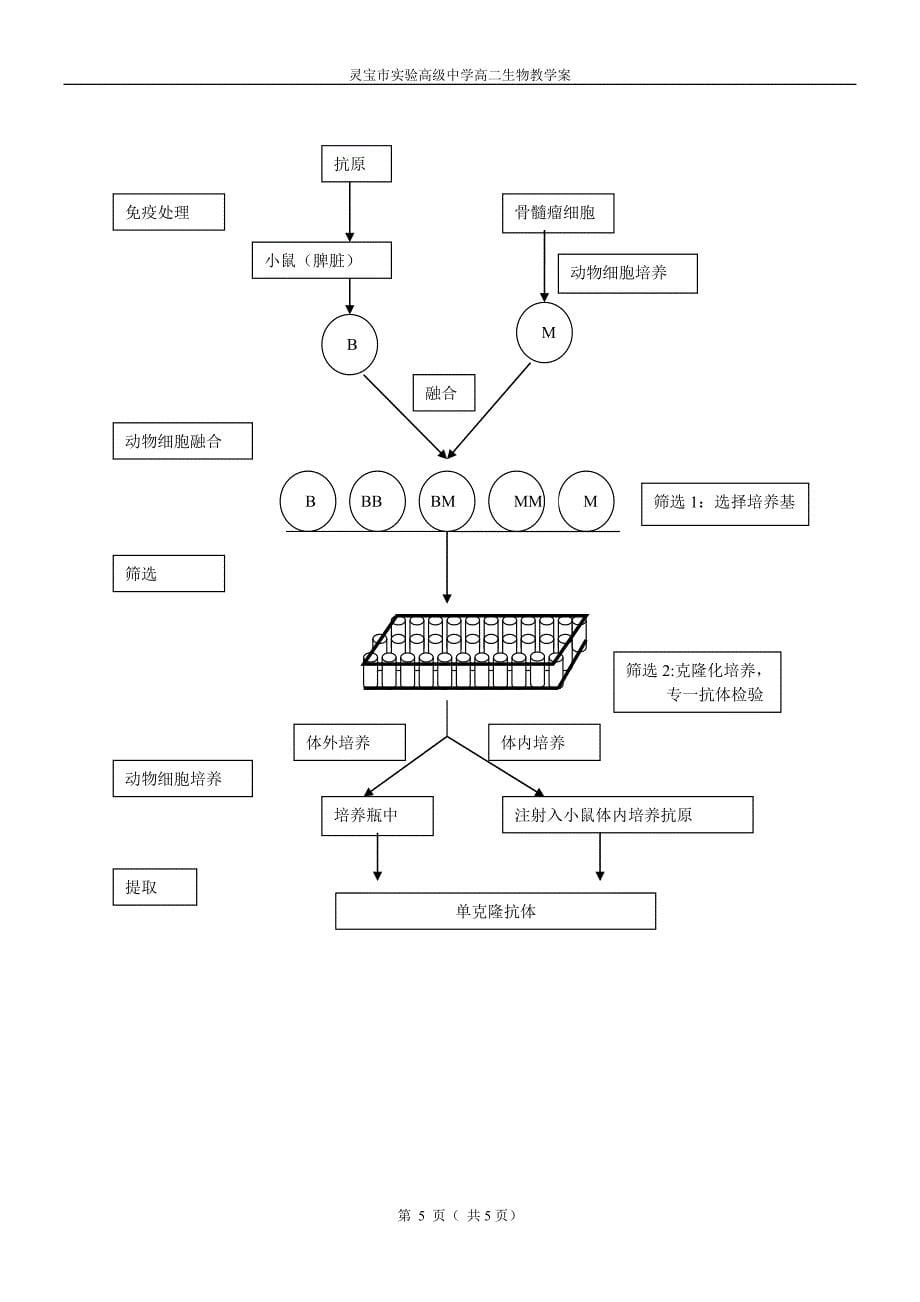 动物细胞融合与单克隆抗体探究教案--人教版.doc_第5页