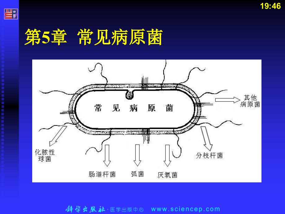 病原性球菌课件_第1页