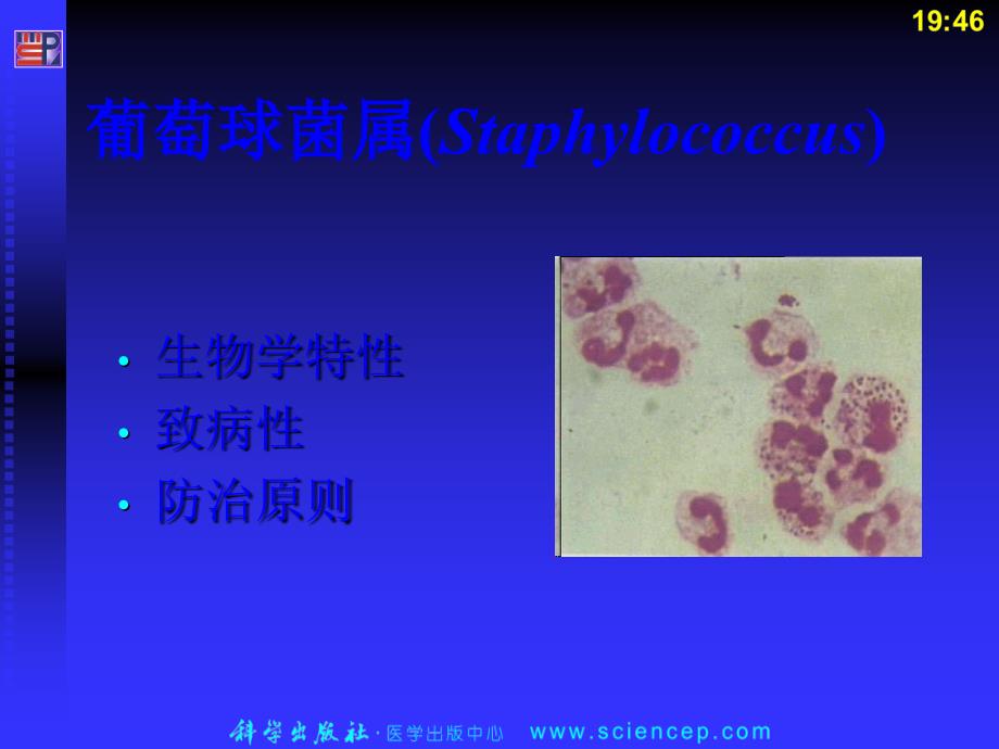 病原性球菌课件_第4页