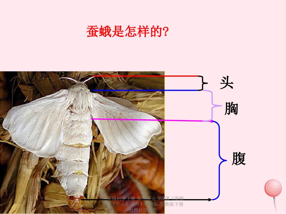 最新三年级科学下册第二单元第9课蚕蛹变成了什么课件1鄂教版鄂教级下册自然科学课件_第4页