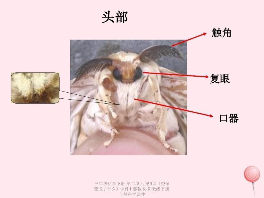 最新三年级科学下册第二单元第9课蚕蛹变成了什么课件1鄂教版鄂教级下册自然科学课件_第5页