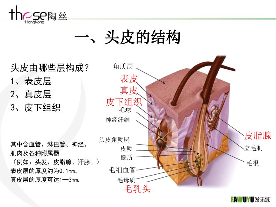 头皮专业知识课件_第4页