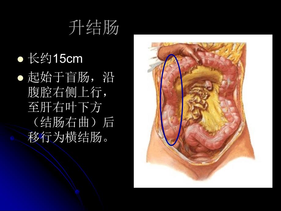 结直肠肛管解剖凌光烈修改版_第4页