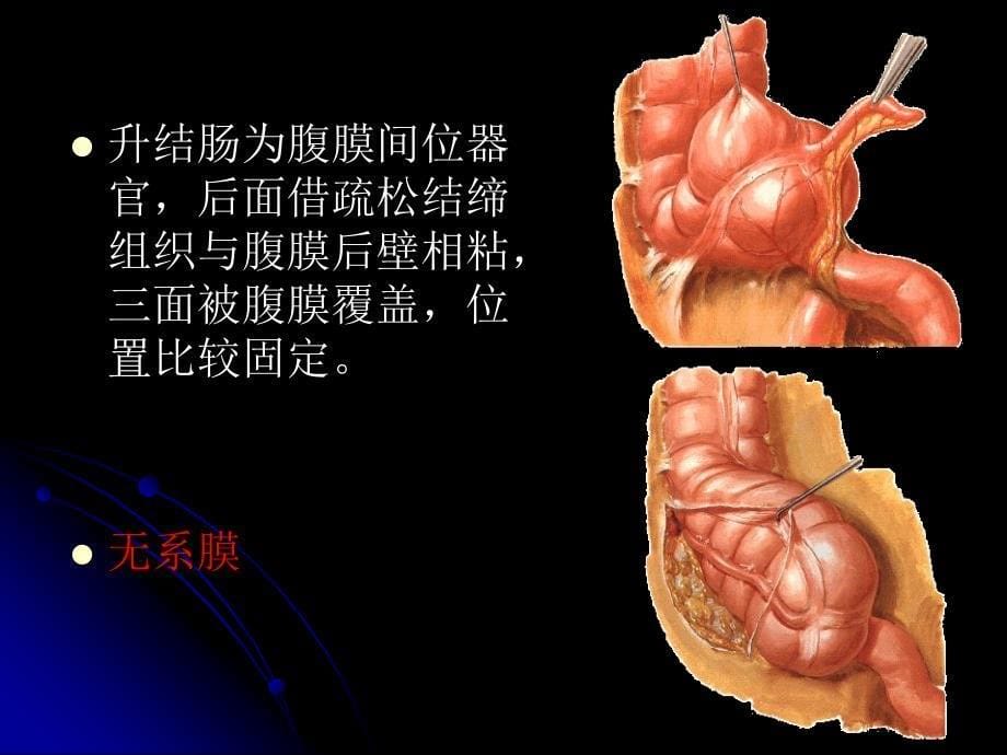 结直肠肛管解剖凌光烈修改版_第5页