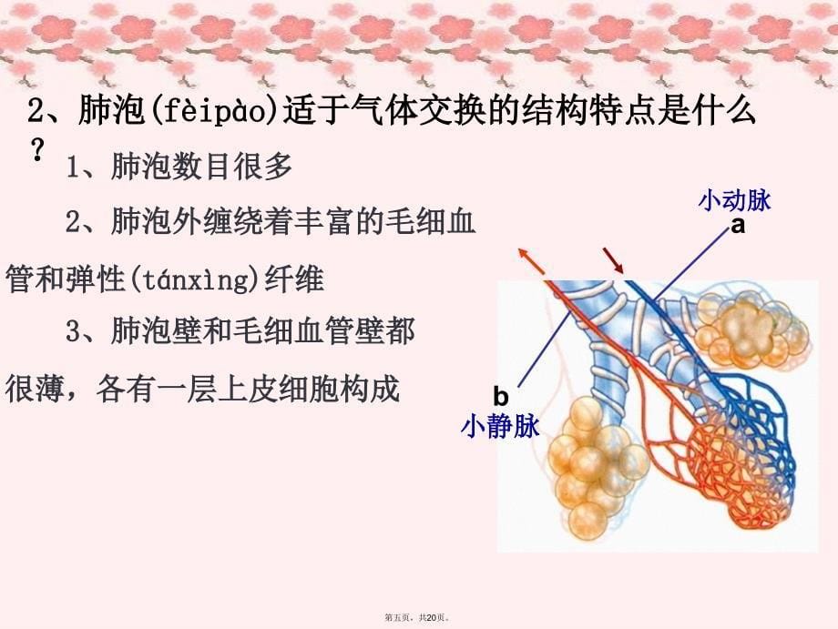 七年级生物下册-第二章-人的生活需要空气复习课课件-济南版教学内容_第5页