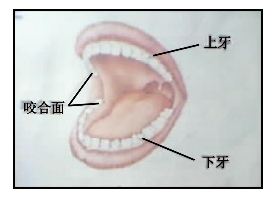 精品二年级上册品德课件2.爱清洁讲卫生牙齿刷的白又白教科版精品ppt课件_第2页