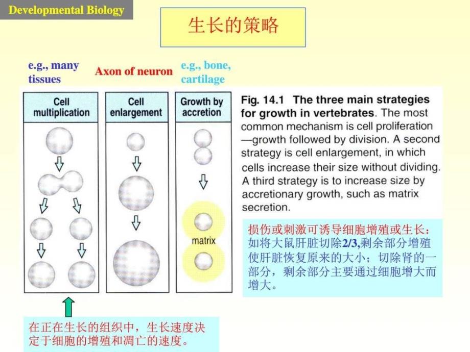 发育生物学课件8图文_第3页