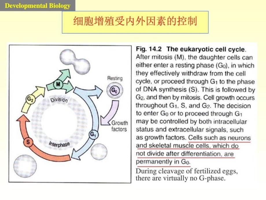 发育生物学课件8图文_第4页