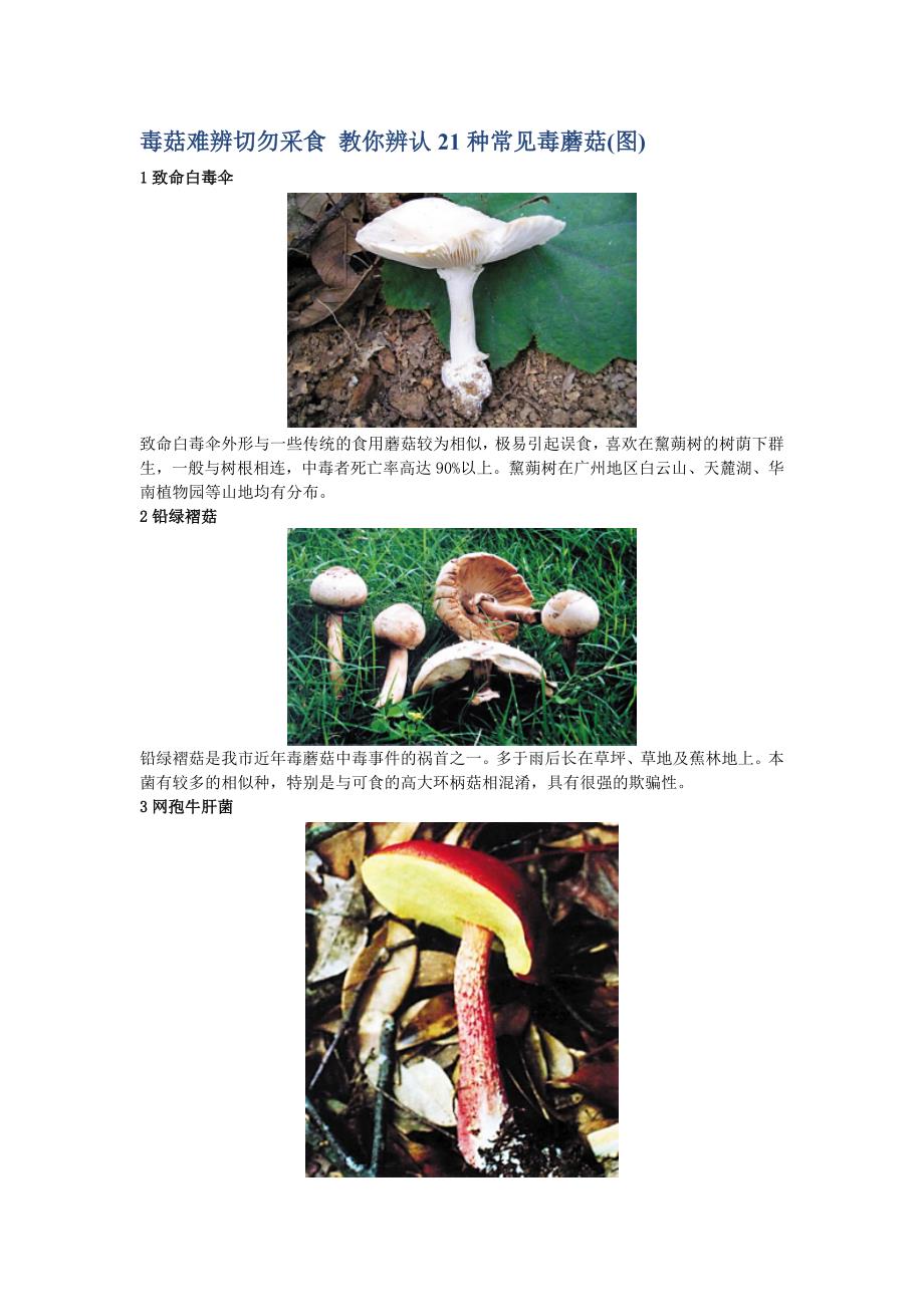 毒菇难辨切勿采食教你辨认21种常见毒蘑菇图_第1页