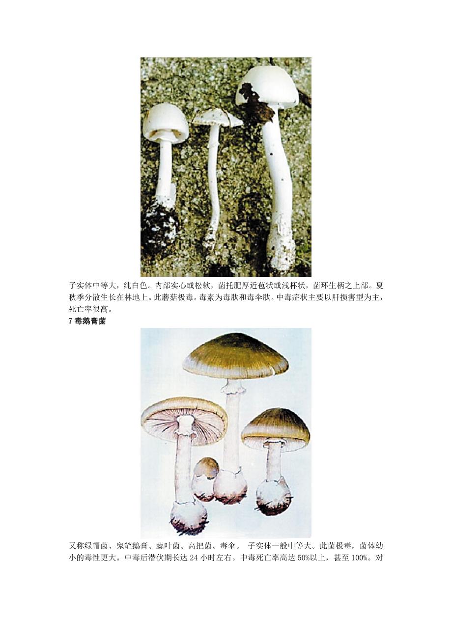 毒菇难辨切勿采食教你辨认21种常见毒蘑菇图_第3页