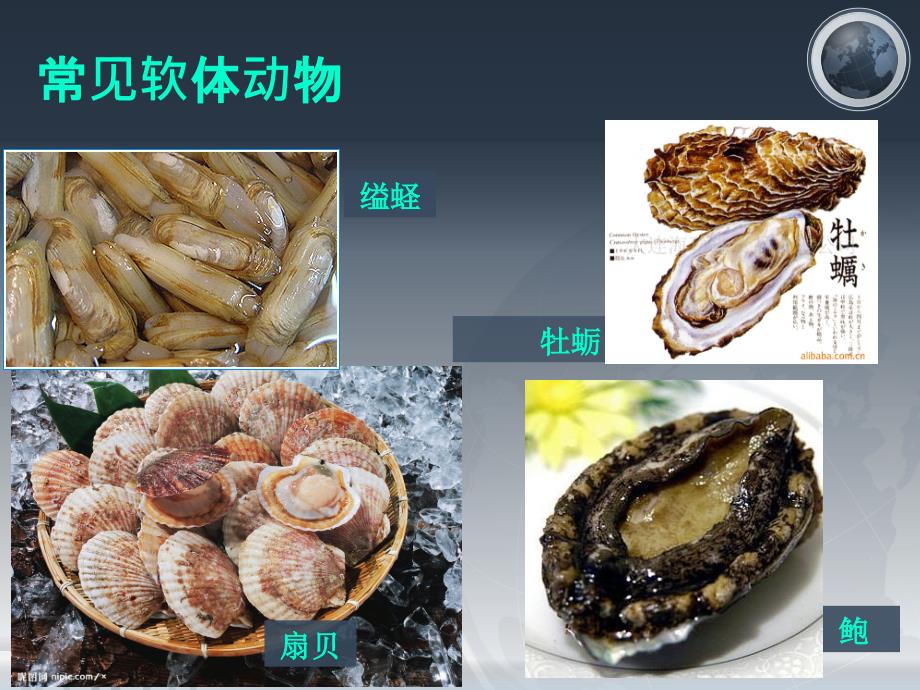 腔肠动物扁形动物_第3页