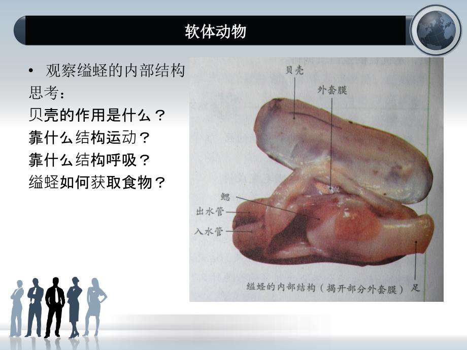 腔肠动物扁形动物_第4页