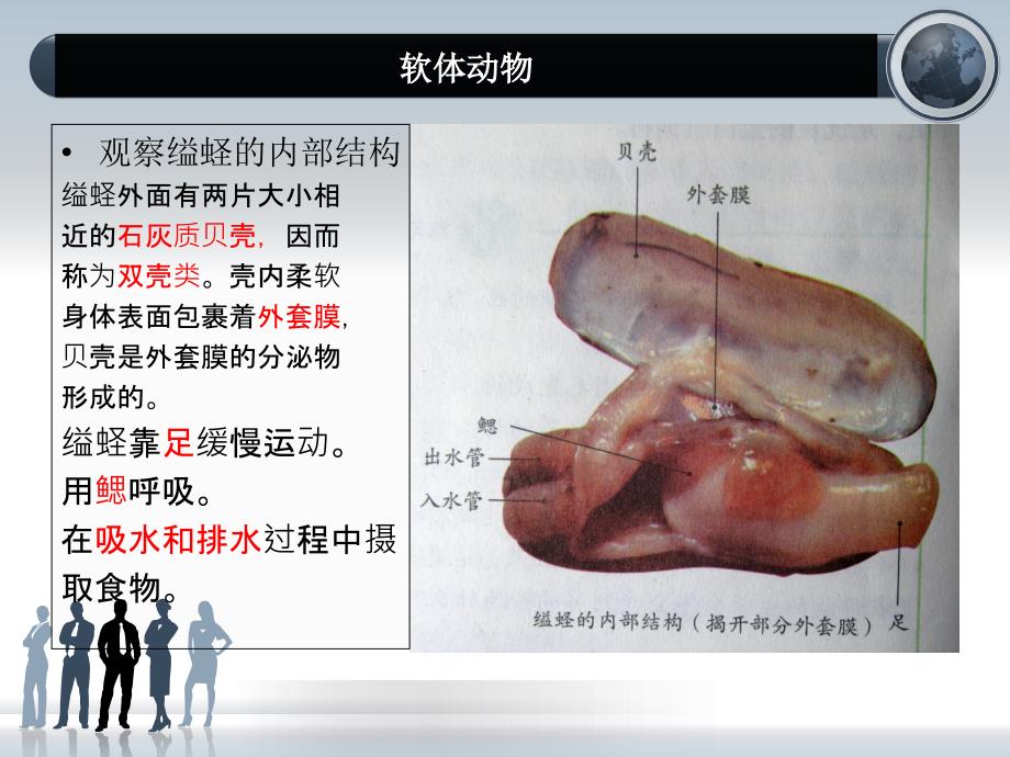 腔肠动物扁形动物_第5页