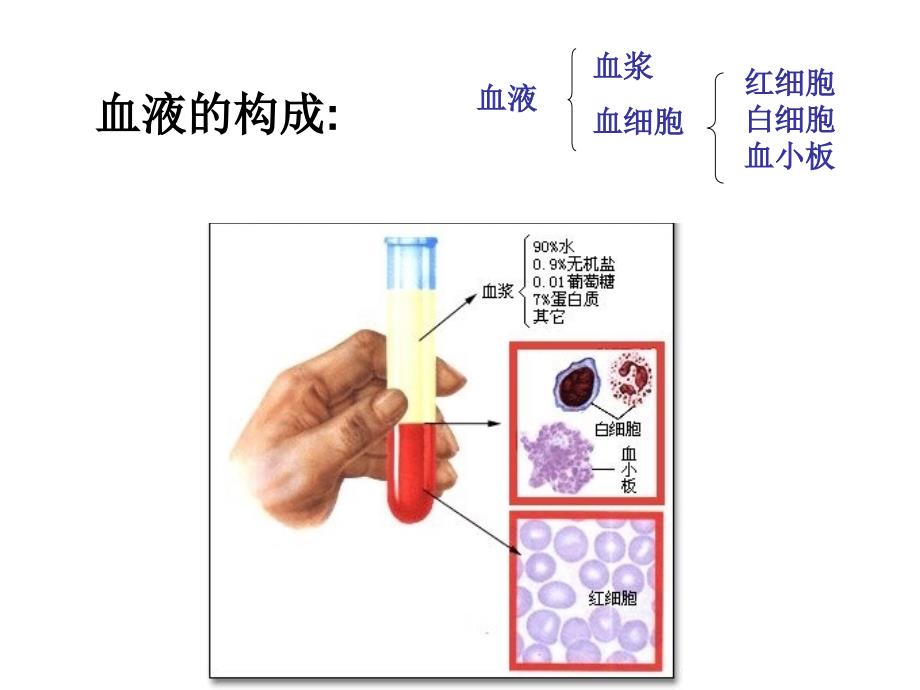 人体内环境与稳态_第4页