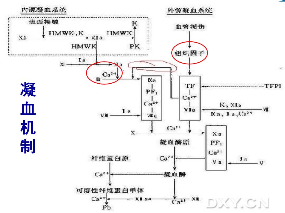 凝血功能检测方法与临床意义_第3页