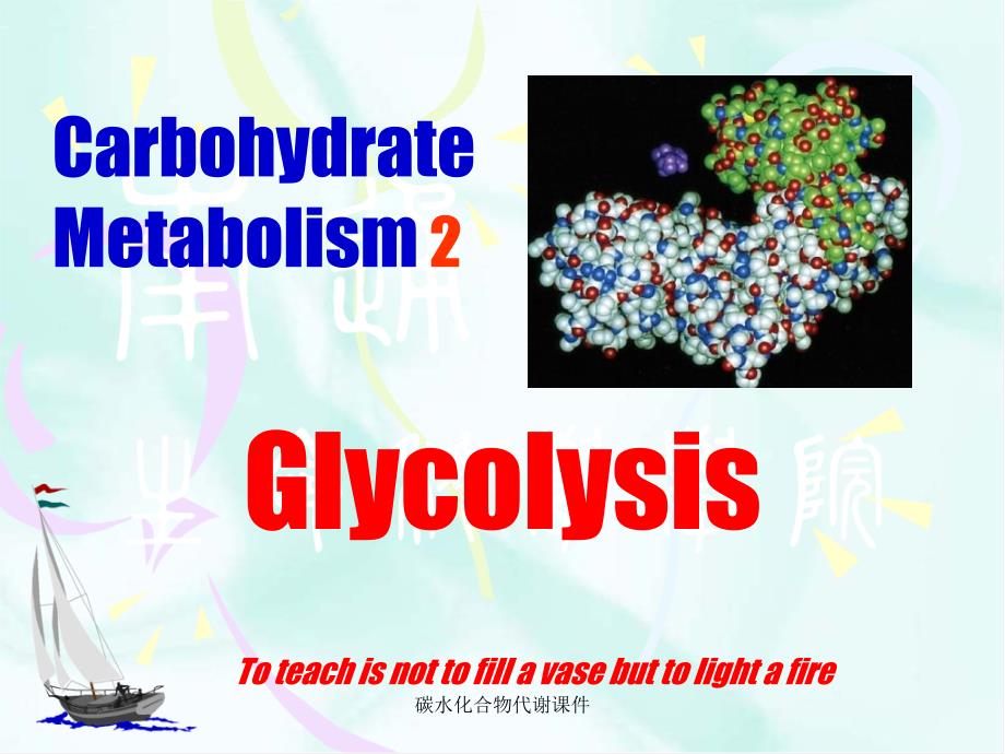 碳水化合物代谢课件_第1页