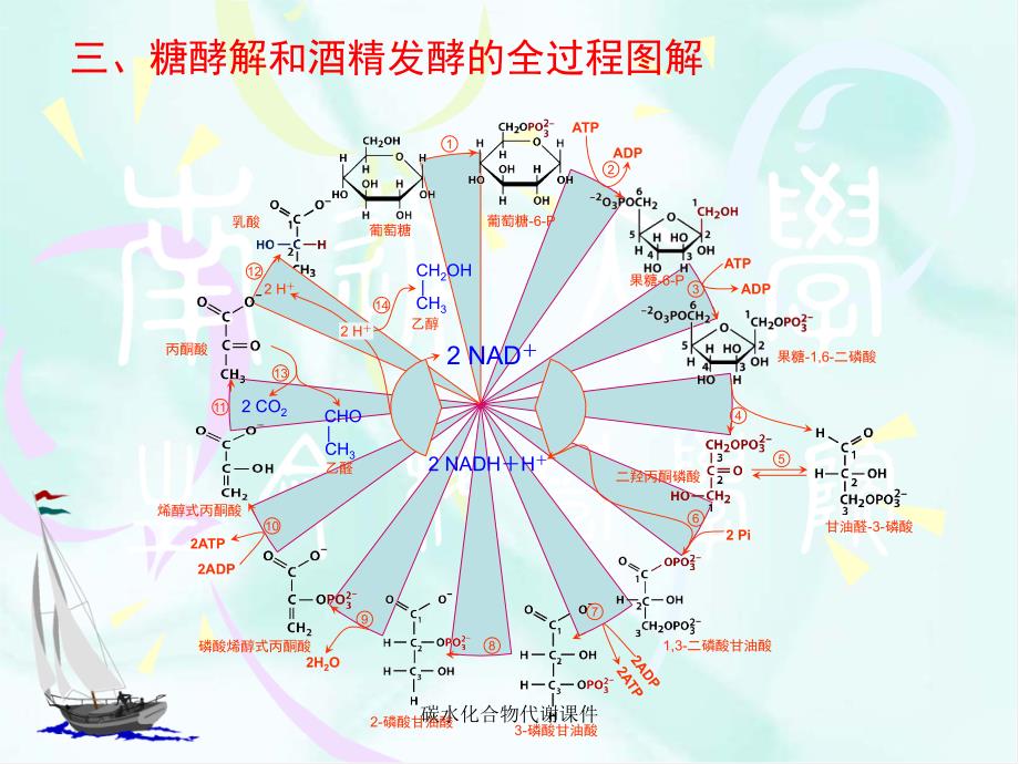 碳水化合物代谢课件_第4页