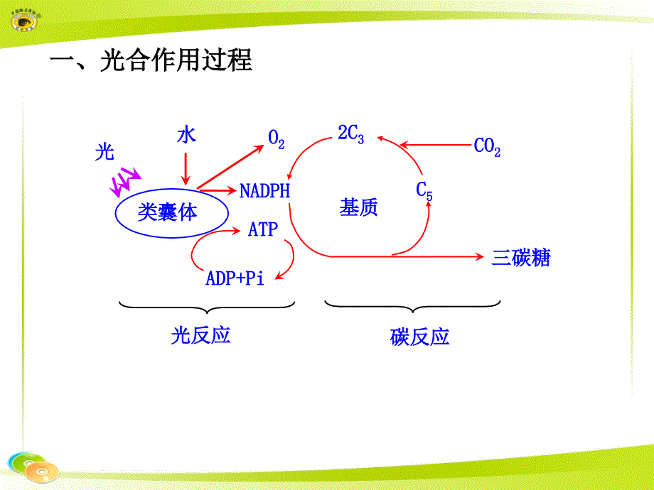 第五部分光合作用教学课件_第2页