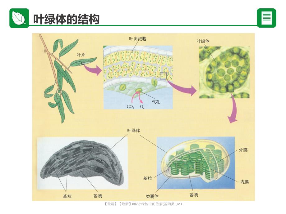 最新最新002叶绿体中的色素基础类M1_第4页