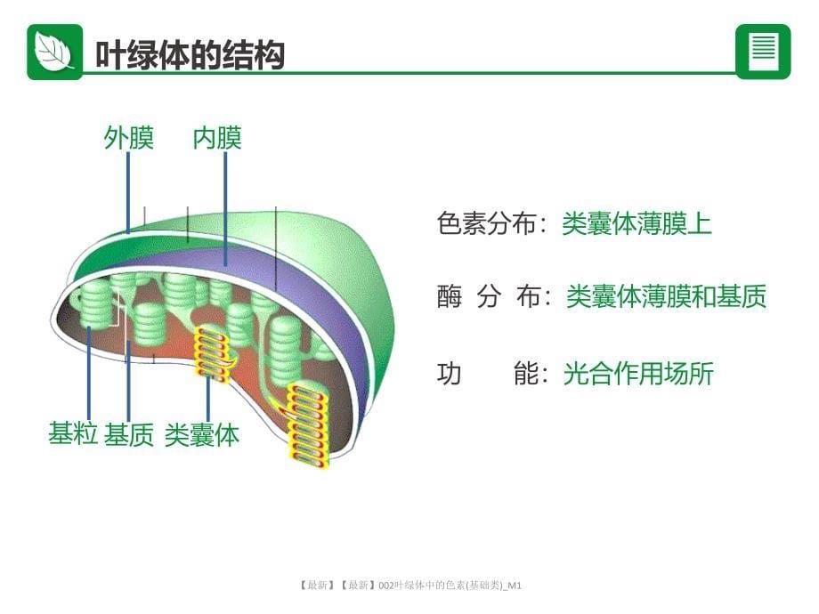 最新最新002叶绿体中的色素基础类M1_第5页