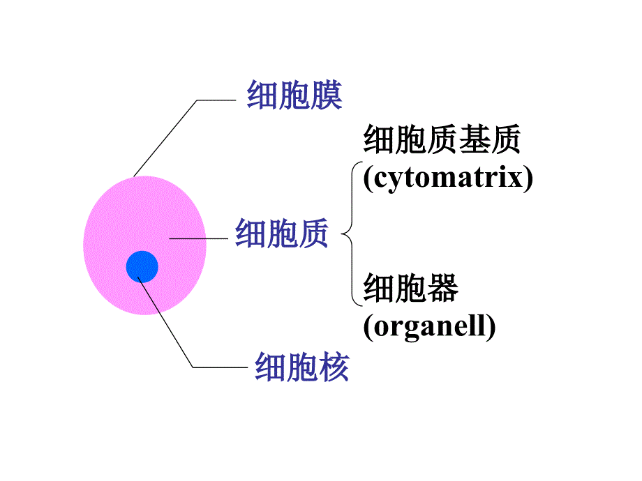 医学细胞生物学：细胞内膜系统_第2页