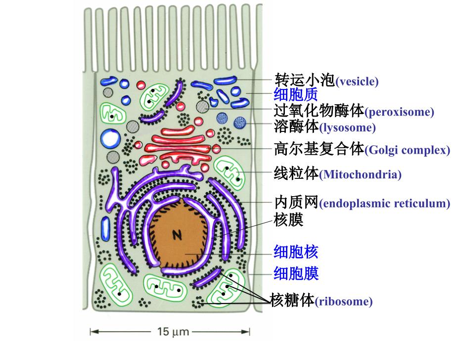 医学细胞生物学：细胞内膜系统_第3页