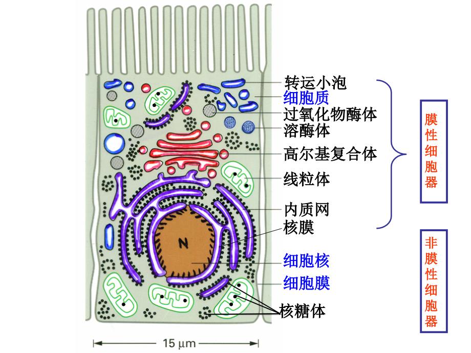 医学细胞生物学：细胞内膜系统_第4页