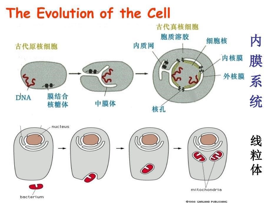 医学细胞生物学：细胞内膜系统_第5页