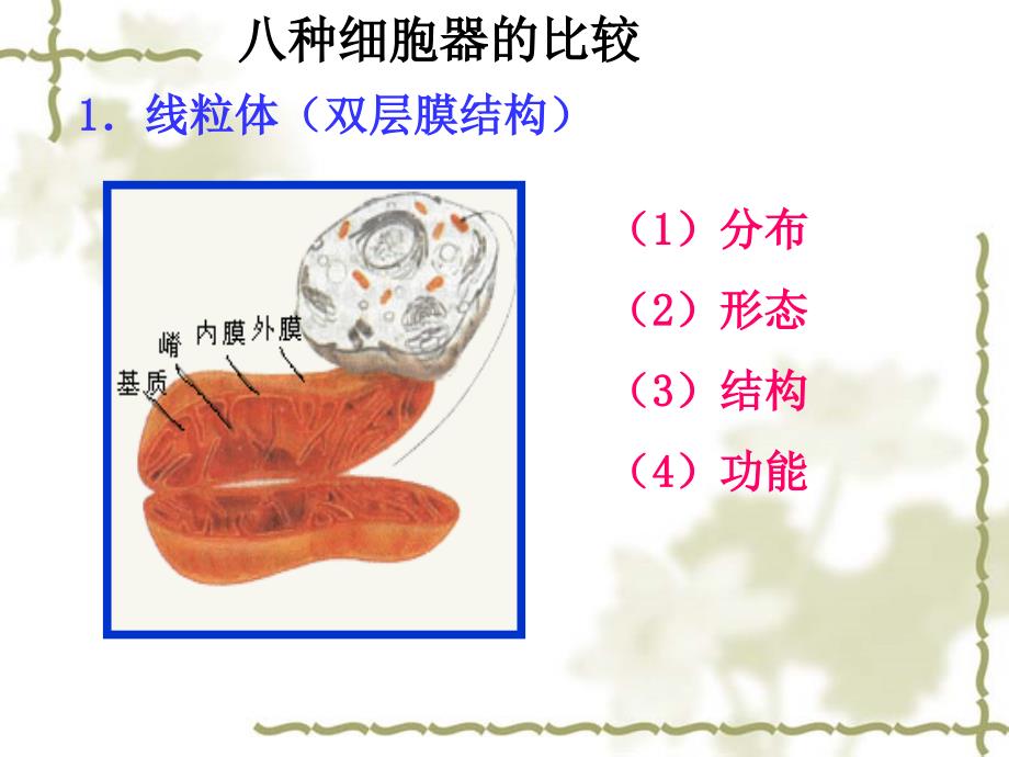 生物必修一细胞器PPT课件_第3页