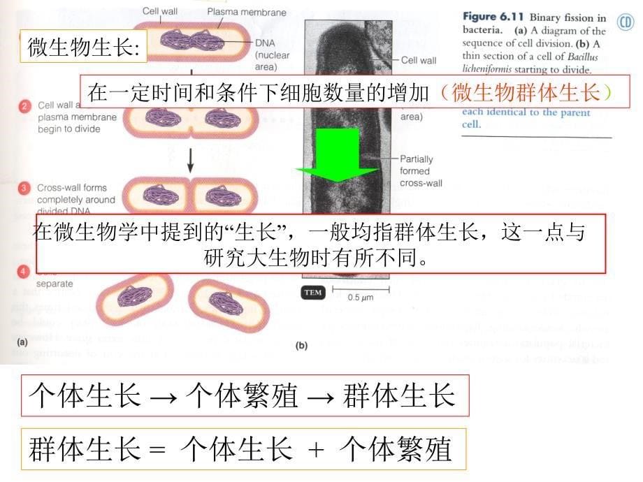 《微生物学》教学课件：06 微生物的生长及其控制_第5页