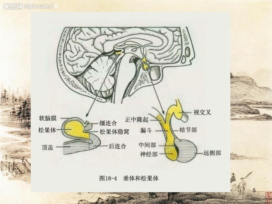 大脑科学(一)PPT优秀课件_第5页