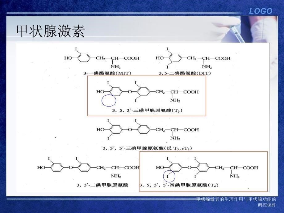 甲状腺激素的生理作用与甲状腺功能的调控课件_第5页