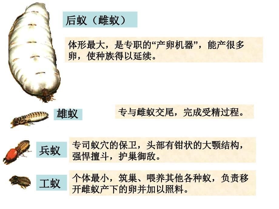 社会行为课件3_第5页