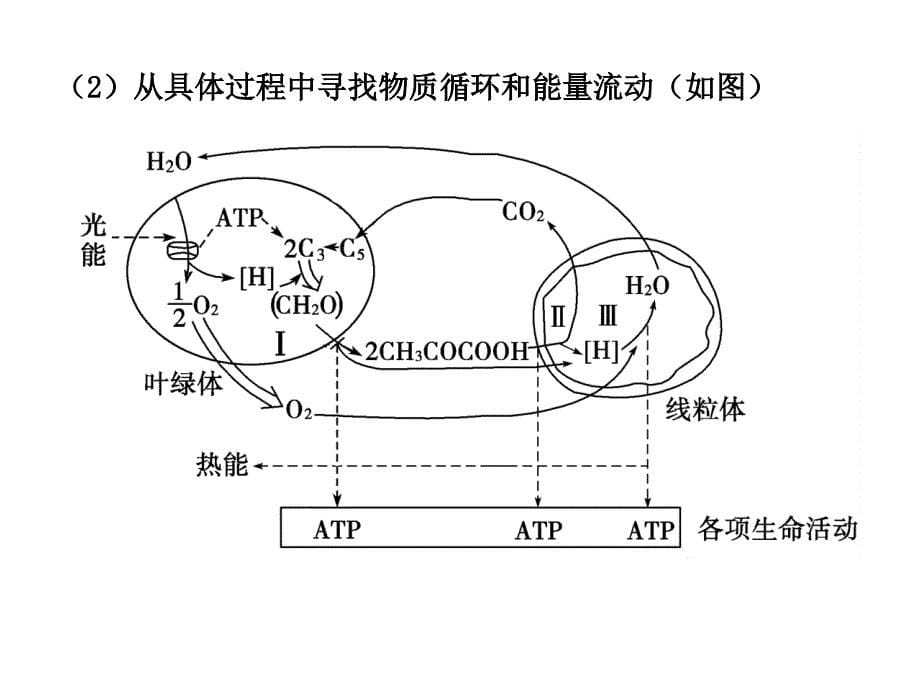 第12课时光合作用和细胞呼吸的知识梳理与题型探究_第5页