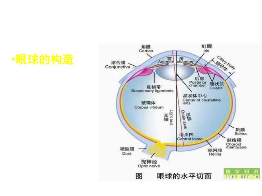 眼科常见病的诊断和治疗ppt课件_第3页