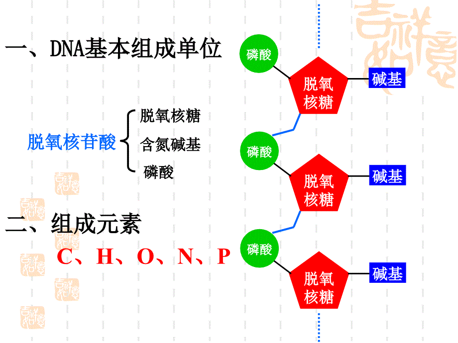 DNA分子的结构和复制讲课用_第2页