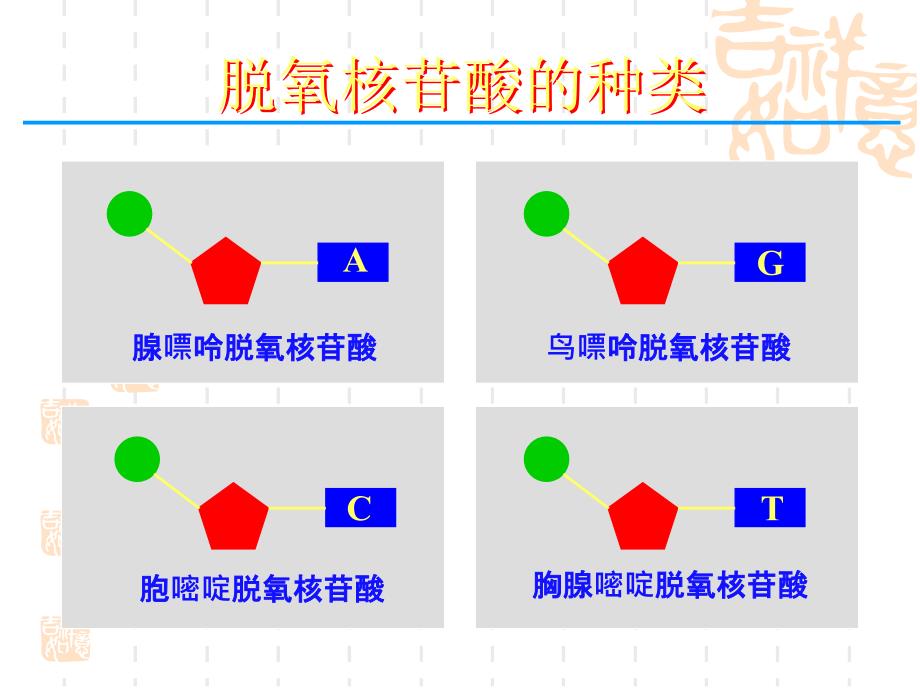 DNA分子的结构和复制讲课用_第3页