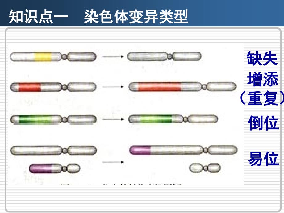 高三生物染色体变异_第4页