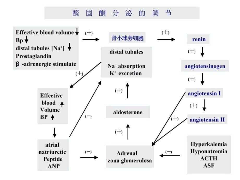 内科学第七篇 第十四章 原发性醛固酮增多症_第5页