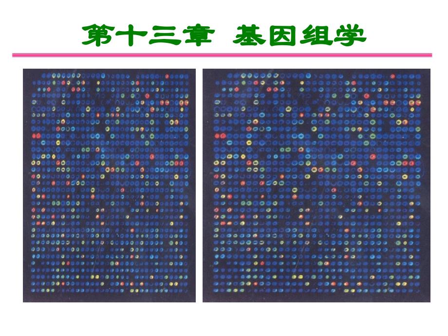 普通遗传学第十三章基因组学_第1页