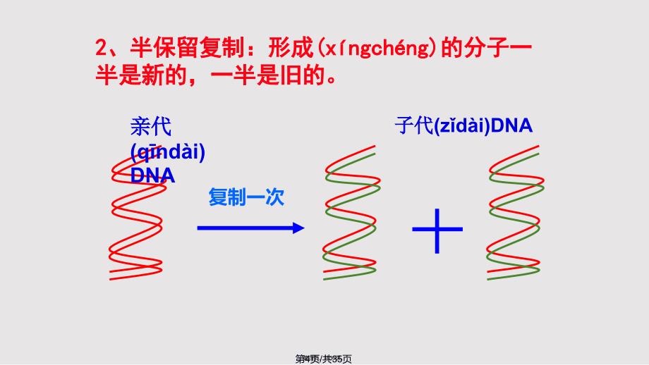 DNA复制2018实用教案_第4页